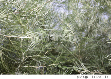 Variety of evergreen trees in pots at garden market Variety of evergreen trees in pots at garden market 141701013