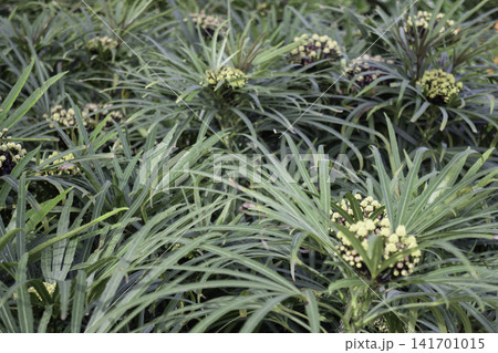Variety of evergreen trees in pots at garden market Variety of evergreen trees in pots at garden market 141701015