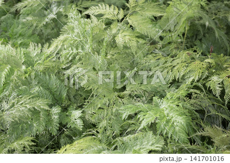 Variety of evergreen trees in pots at garden market Variety of evergreen trees in pots at garden market 141701016