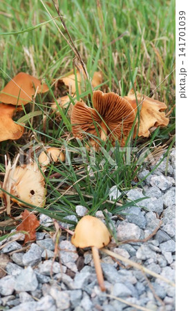 close up of Cluster of orange-brown mushrooms growing naturally in green grass beside a gravel path. One mushroom gill structure while others remain closed or partially open, with copy space. 141701039