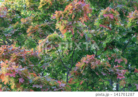 Leaves change colors in trees during autumn season Leaves change colors in trees during autumn season 141701287