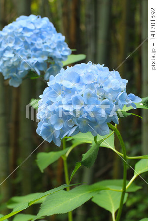 青い紫陽花と竹林 青い紫陽花と竹林 141701392