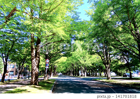 【北海道】初秋の札幌 北海道大学構内の風景 【北海道】初秋の札幌 北海道大学構内の風景 141701818