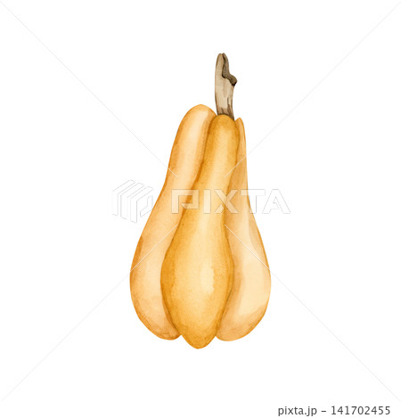 Yellow Pumpkin Gourd. Autumn garden vegetable. Watercolor hand drawn floral food illustration isolated on white background for fall design home kitchen textile cozy prints porcelain crockery package Yellow Pumpkin Gourd. Autumn garden vegetable. Watercolor hand drawn floral food illustration isolated on white background for fall design home kitchen textile cozy prints porcelain crockery package 141702455