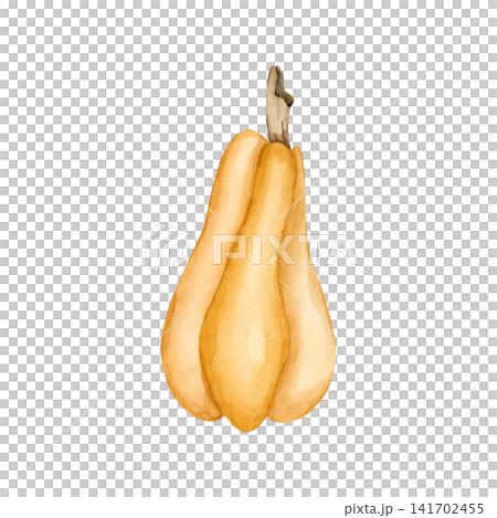 Yellow Pumpkin Gourd. Autumn garden vegetable. Watercolor hand drawn floral food illustration isolated on white background for fall design home kitchen textile cozy prints porcelain crockery package Yellow Pumpkin Gourd. Autumn garden vegetable. Watercolor hand drawn floral food illustration isolated on white background for fall design home kitchen textile cozy prints porcelain crockery package 141702455