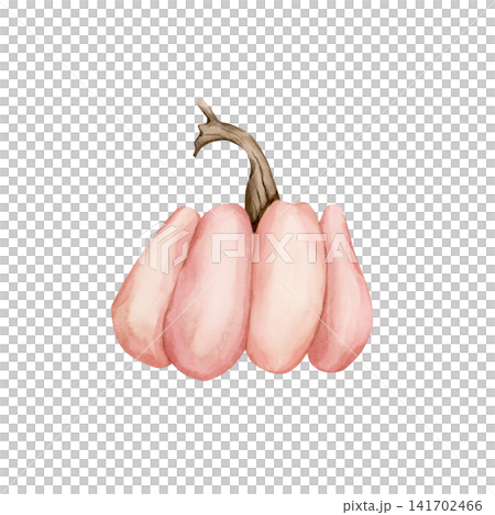 Pink Pumpkin Gourd. Autumn garden vegetable. Watercolor hand drawn floral food illustration isolated on white background for fall design home kitchen textile cozy prints porcelain crockery package Pink Pumpkin Gourd. Autumn garden vegetable. Watercolor hand drawn floral food illustration isolated on white background for fall design home kitchen textile cozy prints porcelain crockery package 141702466