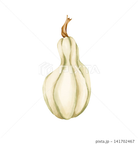 White Pumpkin Gourd. Autumn garden vegetable. Watercolor hand drawn floral food illustration isolated on white background for fall design home kitchen textile cozy prints porcelain crockery package White Pumpkin Gourd. Autumn garden vegetable. Watercolor hand drawn floral food illustration isolated on white background for fall design home kitchen textile cozy prints porcelain crockery package 141702467