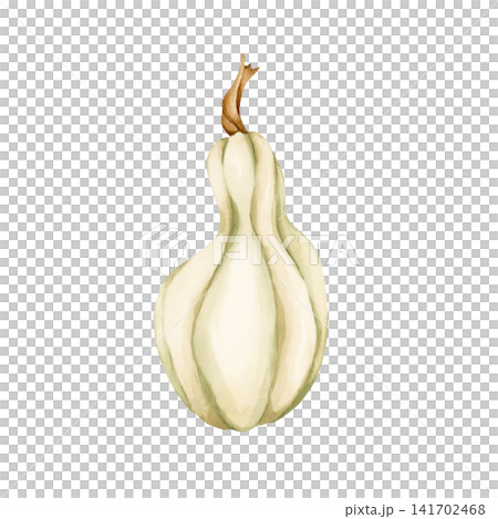 White Pumpkin Gourd. Autumn garden vegetable. Watercolor hand drawn floral food illustration isolated on white background for fall design home kitchen textile cozy prints porcelain crockery package 141702468