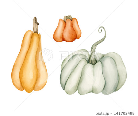 Cute Pumpkin Gourd Set. Autumn garden vegetable. Watercolor hand drawn floral food illustration isolated on white background for fall design home kitchen textile cozy print porcelain crockery package Cute Pumpkin Gourd Set. Autumn garden vegetable. Watercolor hand drawn floral food illustration isolated on white background for fall design home kitchen textile cozy print porcelain crockery package 141702499