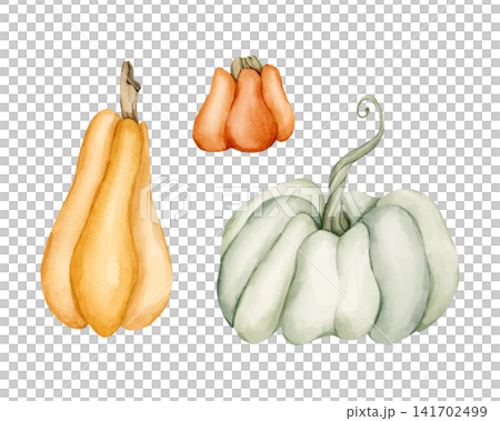 Cute Pumpkin Gourd Set. Autumn garden vegetable. Watercolor hand drawn floral food illustration isolated on white background for fall design home kitchen textile cozy print porcelain crockery package Cute Pumpkin Gourd Set. Autumn garden vegetable. Watercolor hand drawn floral food illustration isolated on white background for fall design home kitchen textile cozy print porcelain crockery package 141702499