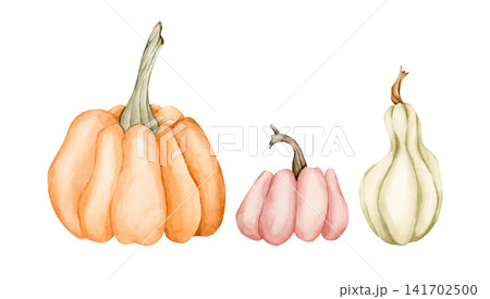 Cute Pumpkin Gourd Set. Autumn garden vegetable. Watercolor hand drawn floral food illustration isolated on white background for fall design home kitchen textile cozy print porcelain crockery package Cute Pumpkin Gourd Set. Autumn garden vegetable. Watercolor hand drawn floral food illustration isolated on white background for fall design home kitchen textile cozy print porcelain crockery package 141702500