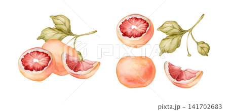 Grapefruit summer citrus fruits. Watercolor hand drawn floral food illustration isolated on white background for home kitchen textile fresh fabric print card cosmetic package porcelain crockery label Grapefruit summer citrus fruits. Watercolor hand drawn floral food illustration isolated on white background for home kitchen textile fresh fabric print card cosmetic package porcelain crockery label 141702683