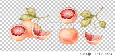 Grapefruit summer citrus fruits. Watercolor hand drawn floral food illustration isolated on white background for home kitchen textile fresh fabric print card cosmetic package porcelain crockery label Grapefruit summer citrus fruits. Watercolor hand drawn floral food illustration isolated on white background for home kitchen textile fresh fabric print card cosmetic package porcelain crockery label 141702683