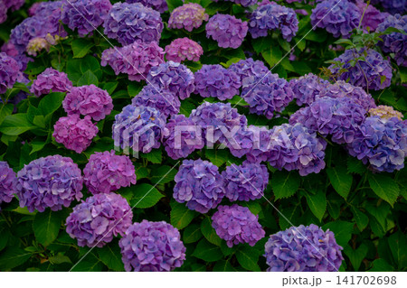 梅雨を彩る紫陽花の花園 141702698