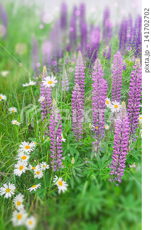 Flowering Lupinus polyphyllus purple lupines and Leucanthemum vulgare oxeye daisies growing in a lush summer meadow. Wildflower landscape, botanical background, natural habitat, seasonal bloom. 141702702