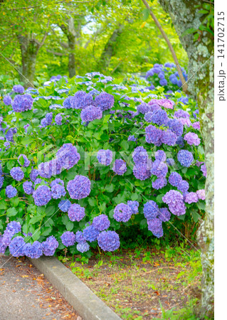 鮮やかな紫陽花の群生 141702715