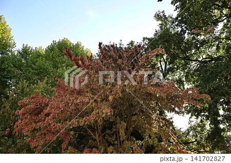 Tree with Pinkish-Brown Foliage or Flowers Against Blue Sky. Tree with Pinkish-Brown Foliage or Flowers Against Blue Sky. 141702827