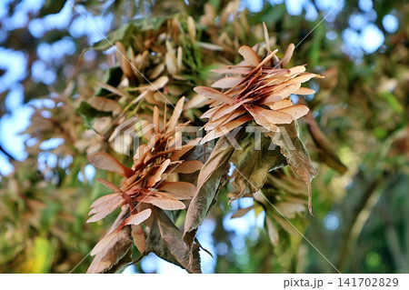 Close-up of Dried Maple Samaras and Withered Leaves. Close-up of Dried Maple Samaras and Withered Leaves. 141702829