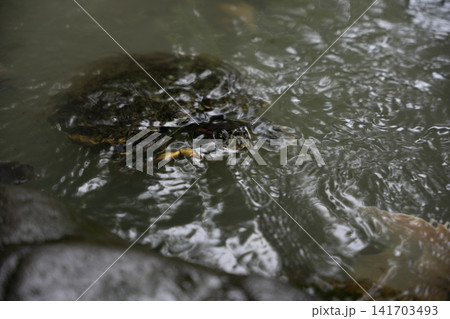 水面に顔を出す亀 水面に顔を出す亀 141703493