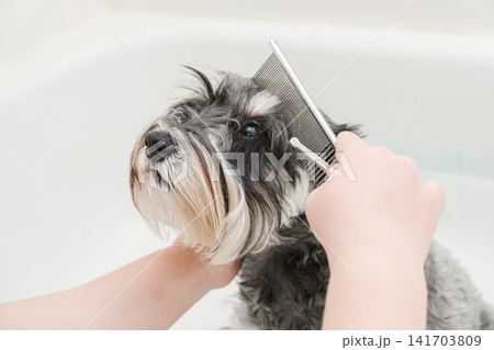 Groomer combing a miniature schnauzer dog's head with a metal comb Groomer combing a miniature schnauzer dog's head with a metal comb 141703809