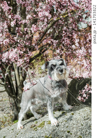 A groomed miniature schnauzer with a pink collar standing on a rock under blooming cherry blossoms. A groomed miniature schnauzer with a pink collar standing on a rock under blooming cherry blossoms. 141703822