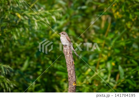 Young red-backed shrike perched on a branch. 141704195