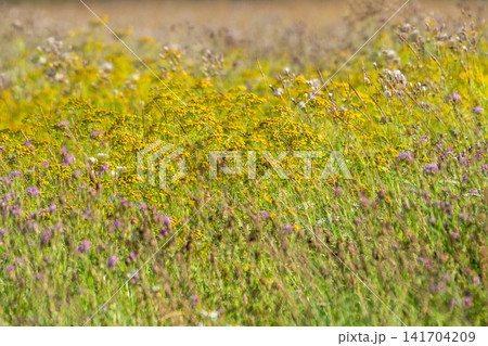 Soft artistic double exposure of autumn field in warm golden light. 141704209
