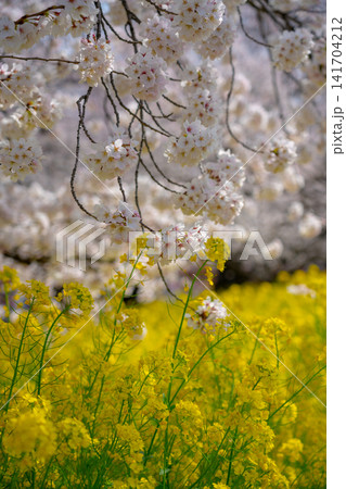 春爛漫 桜と菜の花畑 春爛漫 桜と菜の花畑 141704212