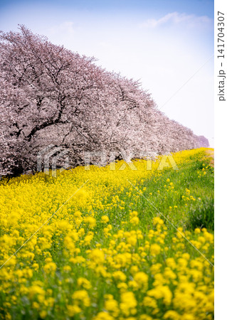 桜と菜の花咲く春の風景 桜と菜の花咲く春の風景 141704307