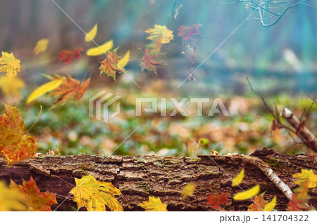Yellow, red and orange autumn leaves falling in dark strange forest. Autumn dense dark divine woods and beautiful orange leaves falling to the ground. Yellow, red and orange autumn leaves falling in dark strange forest. Autumn dense dark divine woods and beautiful orange leaves falling to the ground. 141704322