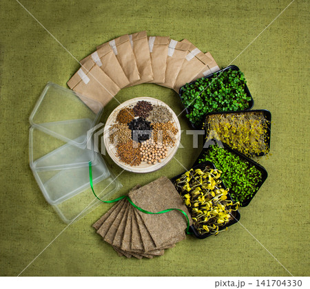 Complete home microgreens growing kit is arranged in circular composition on textured green linen surface. Microgreens growing kit with sprouted trays Complete home microgreens growing kit is arranged in circular composition on textured green linen surface. Microgreens growing kit with sprouted trays 141704330