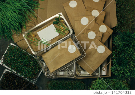 Microgreens starter kit with sprouted trays and natural materials. Balanced design combines practical gardening tools with organic growth. 141704332