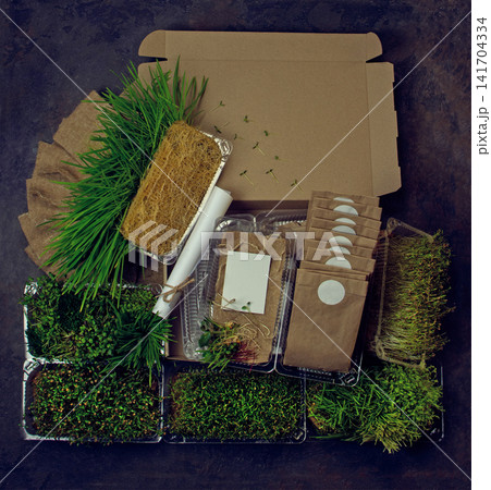 Rolled white instruction guide tied with twine rests among seed bags and growing containers inside box. Complete indoor sprouting kit with germinated microgreens, fiber mats Rolled white instruction guide tied with twine rests among seed bags and growing containers inside box. Complete indoor sprouting kit with germinated microgreens, fiber mats 141704334