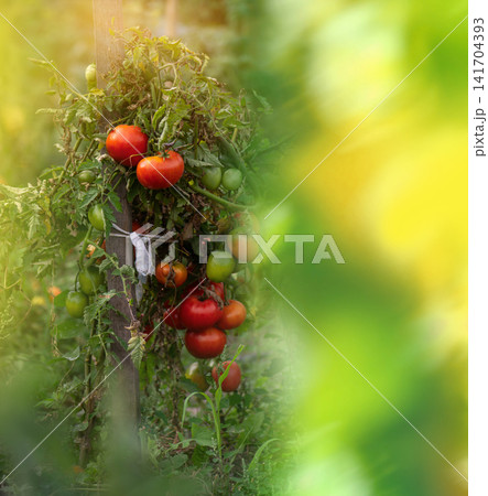 Red ripe tomatoes growing in the garden. Aromatic, juicy tomatoes with ideal visual appearance are shown against tomato fields. Red ripe tomatoes growing in the garden. Aromatic, juicy tomatoes with ideal visual appearance are shown against tomato fields. 141704393