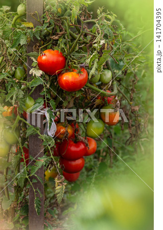 Tomato plants grow with stressed leaves and uneven fruit development. Outdoor agriculture scene presents vegetable disease impact. Tomato plants grow with stressed leaves and uneven fruit development. Outdoor agriculture scene presents vegetable disease impact. 141704395
