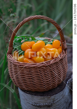 Tomatoes yellow pear in a wicker basket. Small yellow tomatoes. Closeup image of yellow pear tomatoes Tomatoes yellow pear in a wicker basket. Small yellow tomatoes. Closeup image of yellow pear tomatoes 141704396