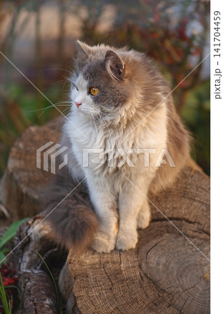 Kitten sitting near autumn flowerbed. Cat sitting in flowers in the autumn. Kitten sitting near autumn flowerbed. Cat sitting in flowers in the autumn. 141704459