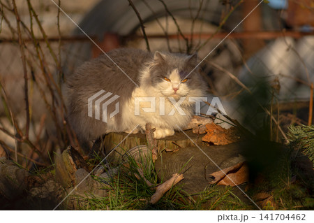 Cat walking outdoor on the autumn background. Cute cat outdoor in fall. Curious dreaming cat in autumn time 141704462