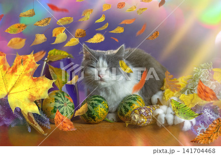 Domestic cat in wicker basket with falling autumn leaves and harvest decoration on blue background Domestic cat in wicker basket with falling autumn leaves and harvest decoration on blue background 141704468