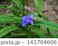 Flower Tradescantia virginiana plants 141704606