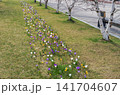 Meadow of spring crocus, giant crocus or Crocus vernus in a city park 141704607