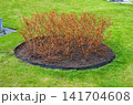 An ornamental shrub on green lawn near multi story residential complex 141704608