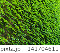 The wall of brick building is completely covered with bright green ivy 141704611