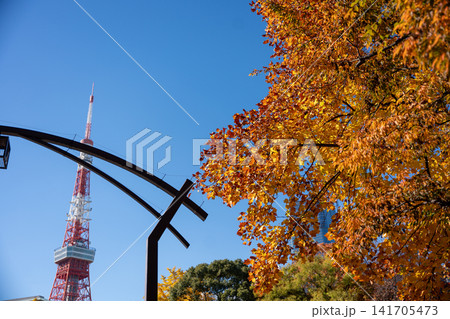秋空に映える東京タワーと紅葉 秋空に映える東京タワーと紅葉 141705473