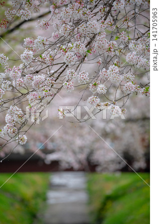 満開の桜と水路の風景 141705963