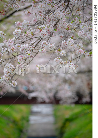 麗らかな春の桜並木 141705994