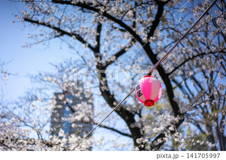 桜とピンク提灯の春景色 桜とピンク提灯の春景色 141705997