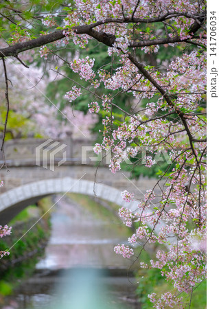 桜と水辺の石橋 141706034
