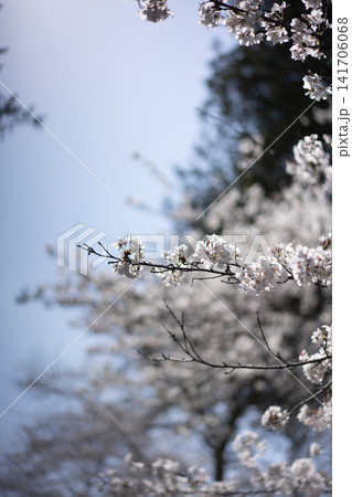 春の陽光に輝く桜 春の陽光に輝く桜 141706068