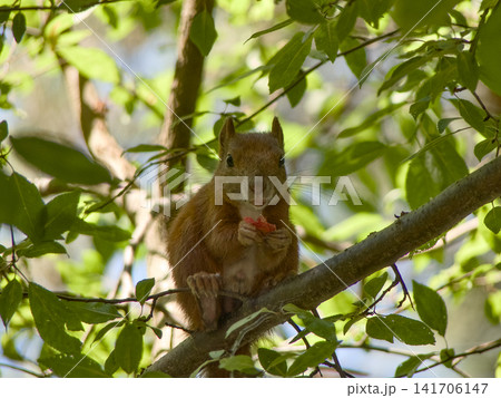 Red squirrel eating cherry plum looking at camera Red squirrel eating cherry plum looking at camera 141706147
